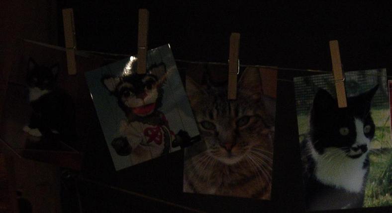5 kater b.JPG